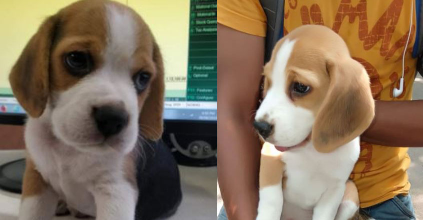 dog-zomato dog-zomato