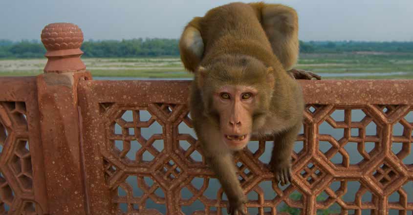monkey-up-child monkey-up-child