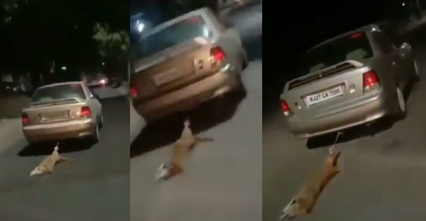 car-dog car-dog