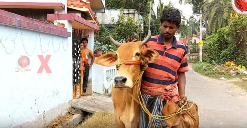 cow cow