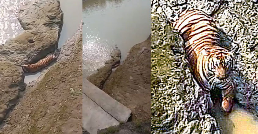 tiger-death tiger-death
