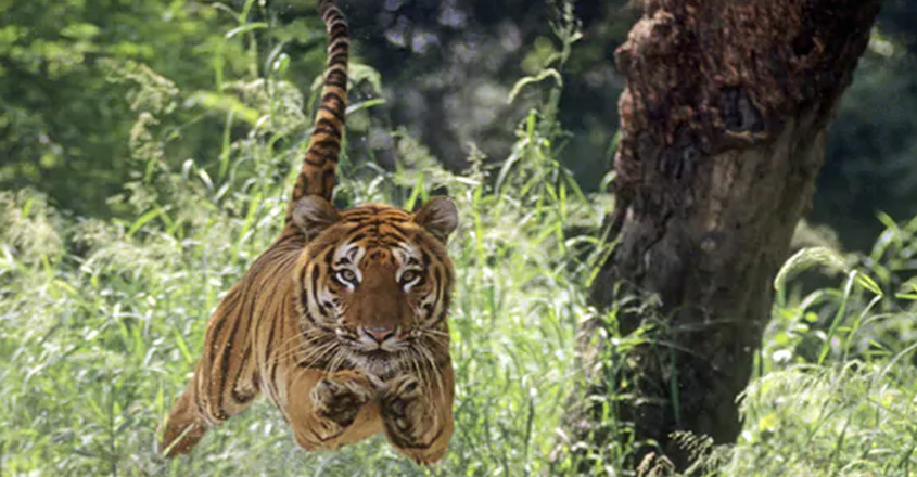tiger-video tiger-video