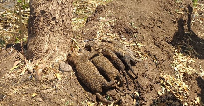 leopard-died leopard-died