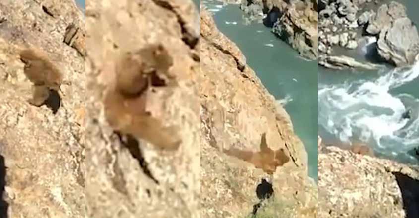 bear-fall-video bear-fall-video