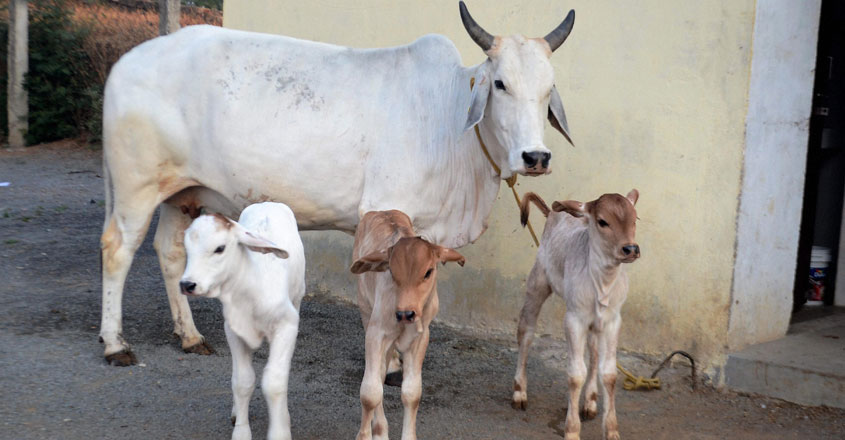 cow-ahmmedabad-08 cow-ahmmedabad-08