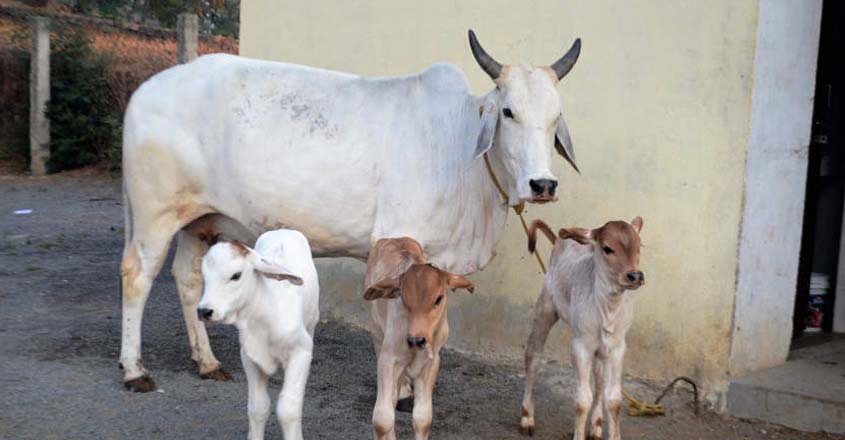 cow-calf-gujart cow-calf-gujart
