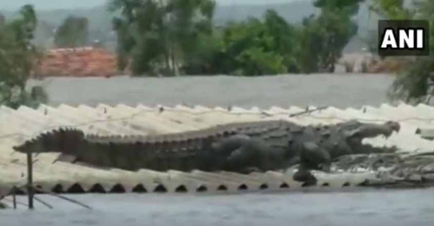 Crocodile-benglure Crocodile-benglure