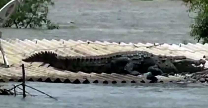 crocodile-spotted-on-rooftop-in-flood-affected-karnataka crocodile-spotted-on-rooftop-in-flood-affected-karnataka