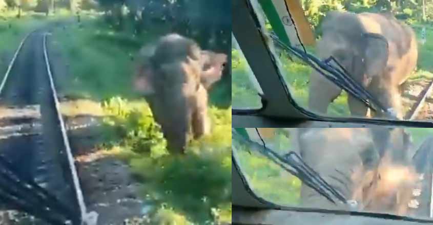 elephant-train-video elephant-train-video