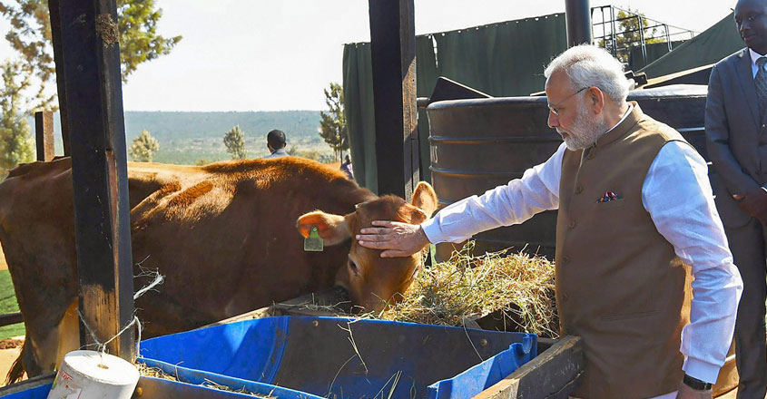 modi-cow-11 modi-cow-11