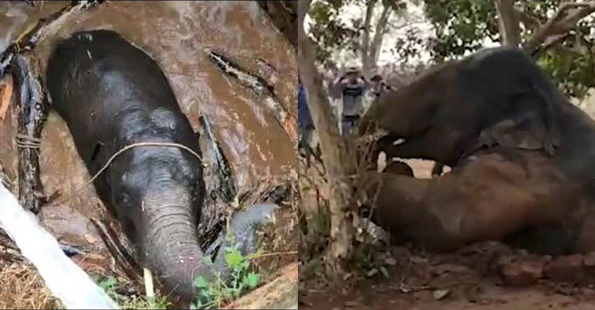https://img.manoramanews.com/content/dam/mm/mnews/news/india/images/2020/1/31/elephant-rescue-new.jpg