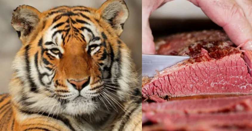 tiger-beef tiger-beef