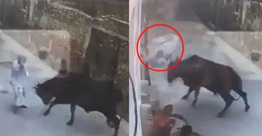 bull-attack bull-attack