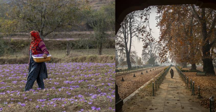 kashmir-chinnar-spring kashmir-chinnar-spring