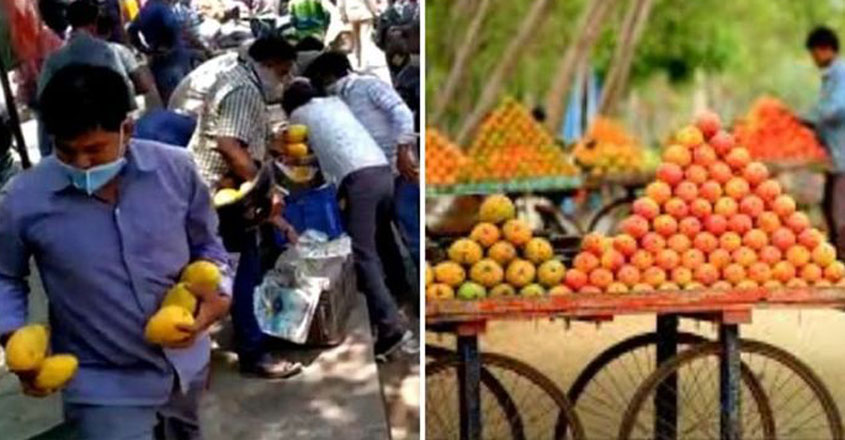 mangoes mangoes