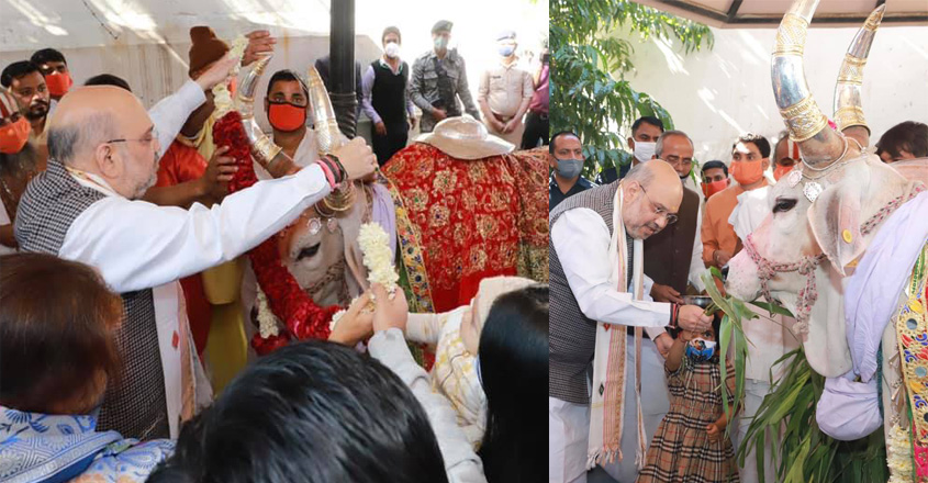 amit-shah-cow amit-shah-cow