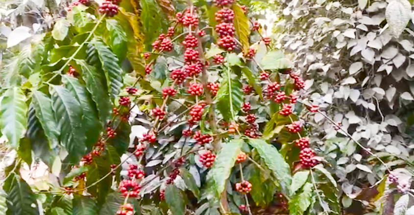 pkg-coffeplantation-4 pkg-coffeplantation-4