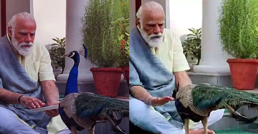modi-feeding-peacock modi-feeding-peacock