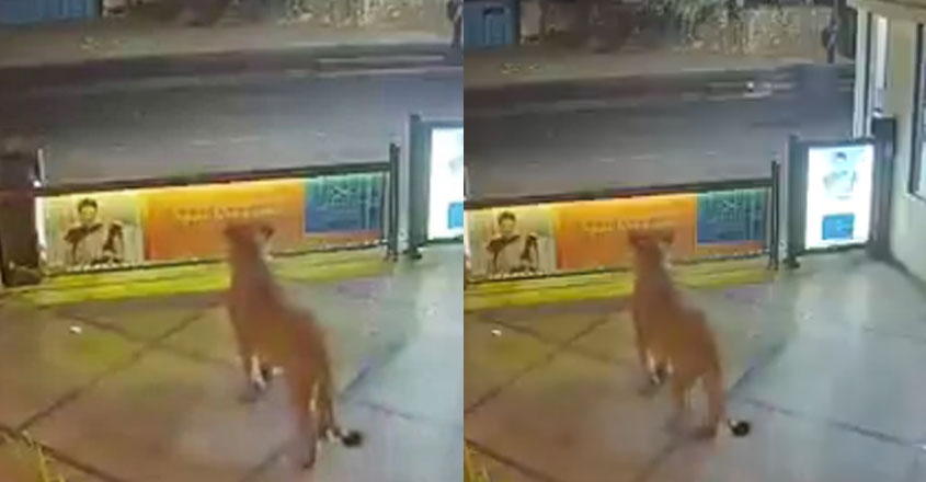 lion-video lion-video
