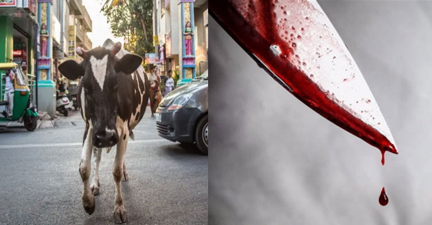 cow-blood cow-blood