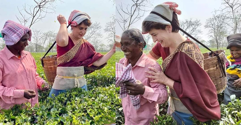priyanka-gandhi-plucking-tea-leaves priyanka-gandhi-plucking-tea-leaves
