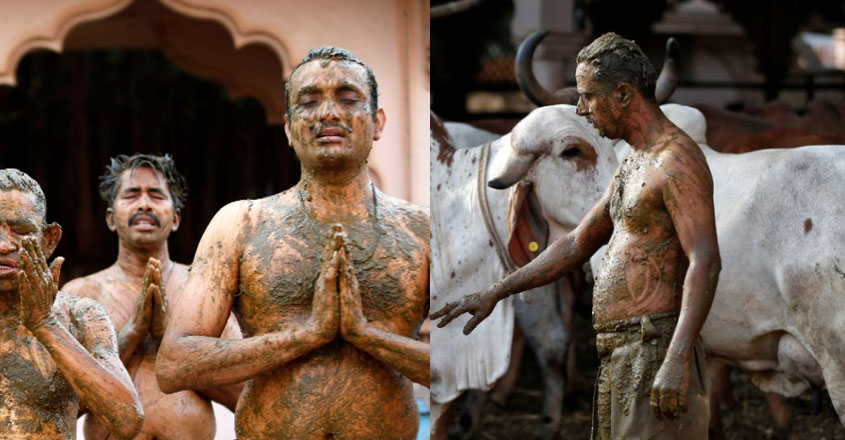 cow-dung cow-dung