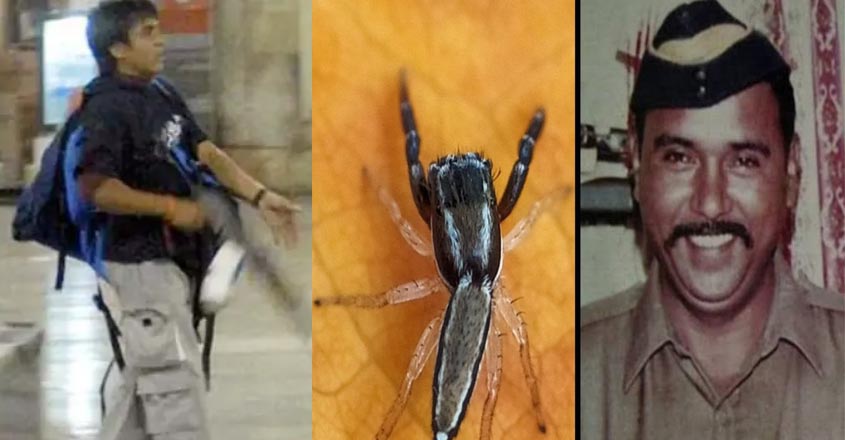 Terrorist gives life to Kasab;  Tukaram is the name of a new species of spider  Tukaram Omble |  Mumbai Police |  Ajmal Kasab |  India News |  National News