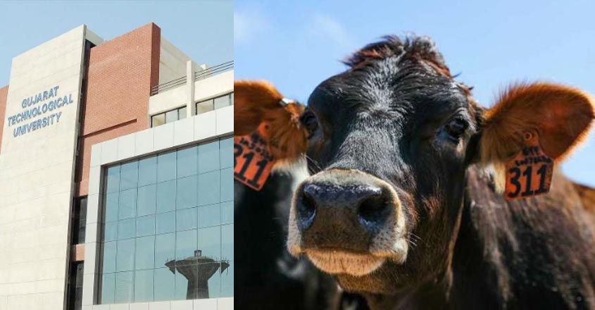 cow-gujarat-university cow-gujarat-university