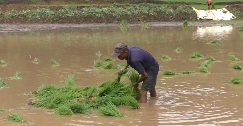 farmer-11 farmer-11