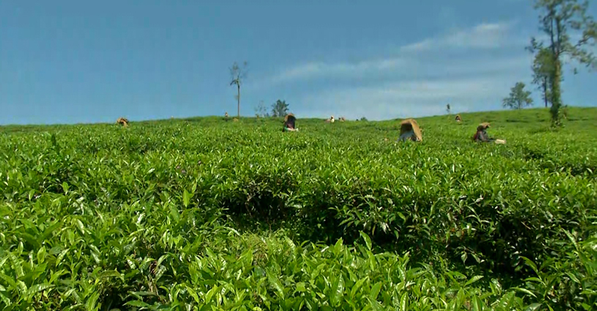 tea-import tea-import