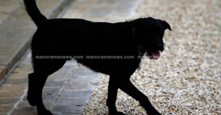 stray-dog stray-dog