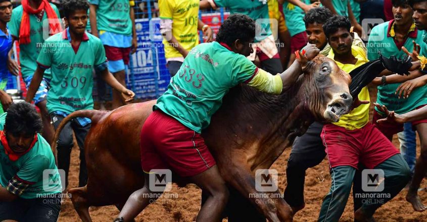 madurai-jellykettu madurai-jellykettu