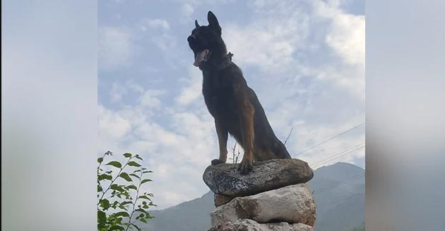 zoomarmydog-11 ചിത്രം: ട്വിറ്റർ
