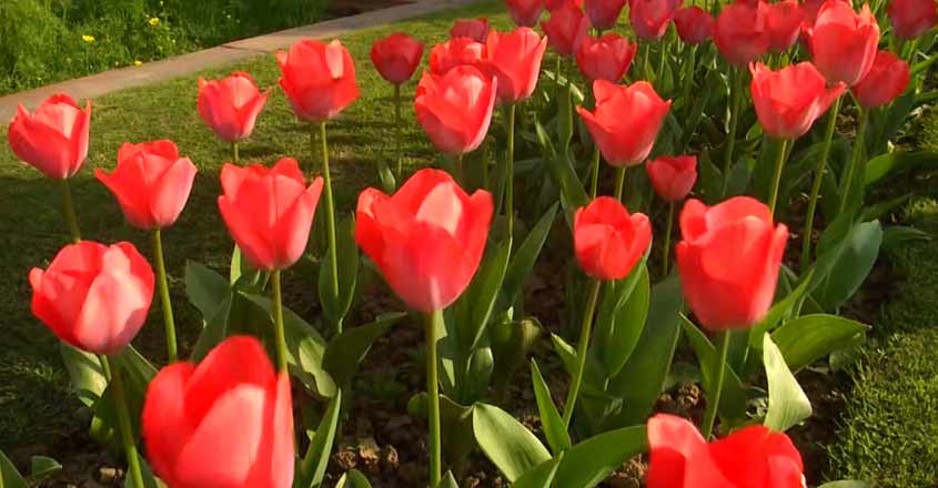 tulip-12