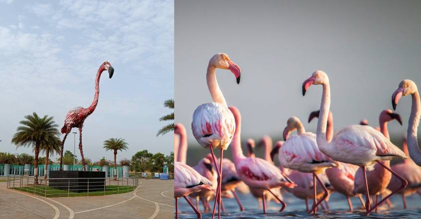 flamingo-navi-mumbai