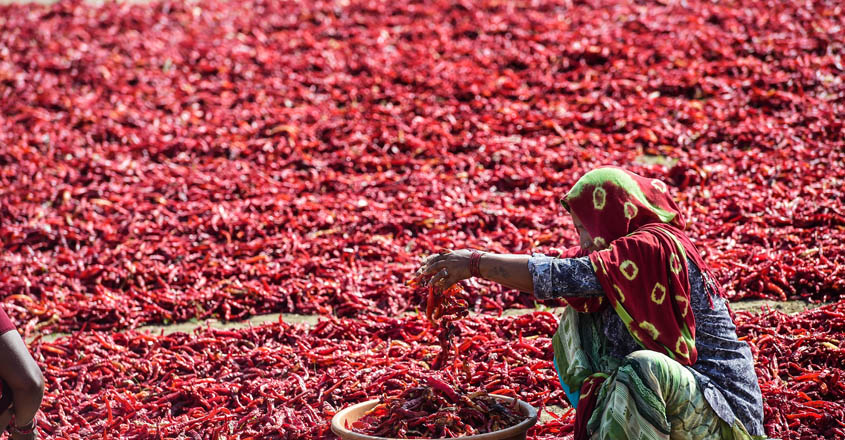 Ahmedabad: A worker collects sun-dried chillies at a farm in Shertha village, on the outskirts of Ahmedabad, Monday, March 8, 2021. (PTI Photo/Kamal Kishore)(PTI03_08_2021_000207B)