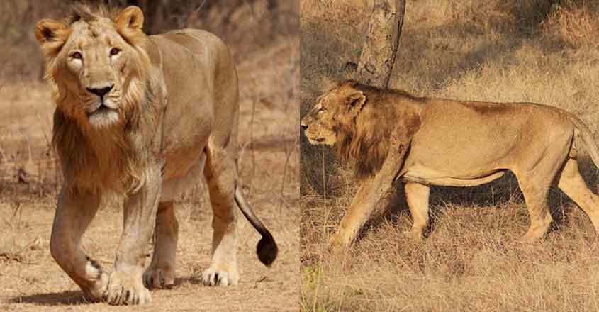 sita-akber-lions