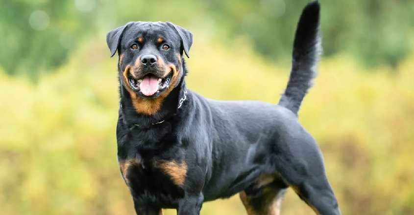 rottweiler-attack
