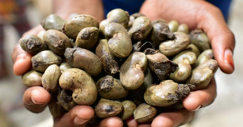 ICOAST-AGRICULTURE-CASHEW-NUTS ICOAST-AGRICULTURE-CASHEW-NUTS