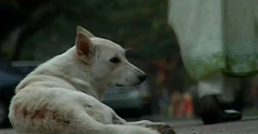 stray-dog stray-dog