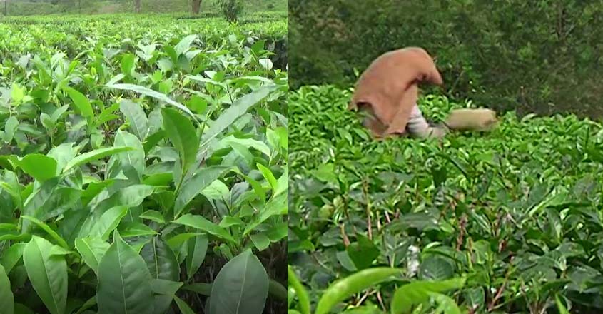 tea-plants tea-plants