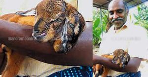 രണ്ടുതലയുള്ള ആട്ടിൻകുട്ടി; കൗതുകം കാണാൻ ജനക്കൂട്ടം രണ്ടുതലയുള്ള ആട്ടിൻകുട്ടി; കൗതുകം കാണാൻ ജനക്കൂട്ടം