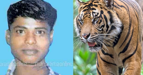 വിറകെടുക്കാൻ കാട്ടിൽപ്പോയ യുവാവിനെ പുലി കൊന്നു | Animal Attack | Tiger |  Kerala News | News from Kerala | Manorama News