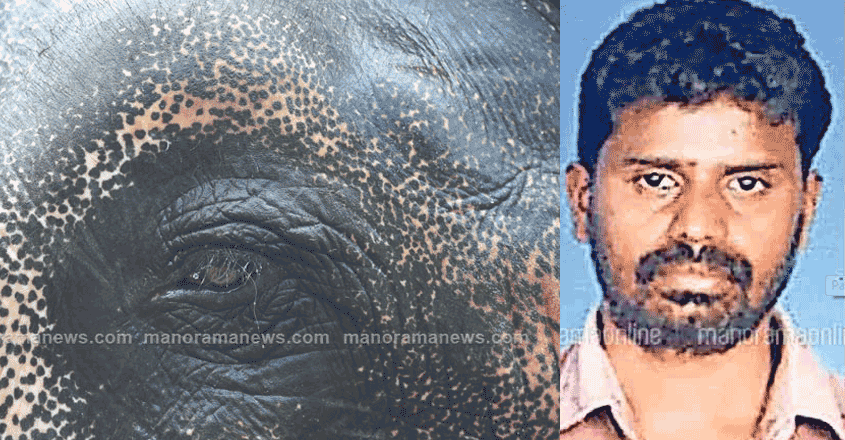 elephant-attack-sabarimala elephant-attack-sabarimala