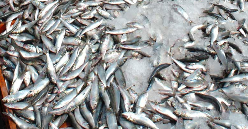 sardine-kerala
