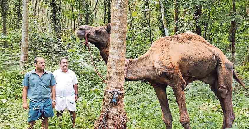 malappuram-camel