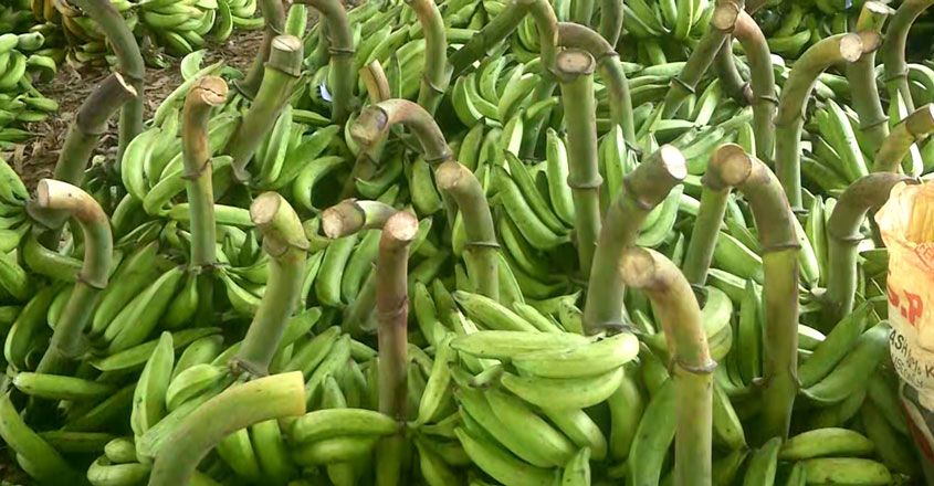 banana2 banana2