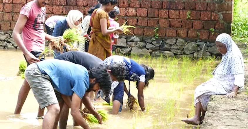 studentfarming studentfarming