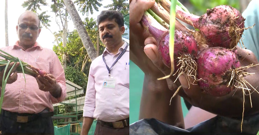 onion onion