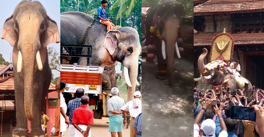 ramachandran-life-elephant